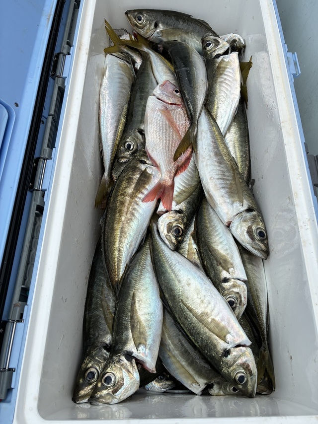 マダイ・マアジ