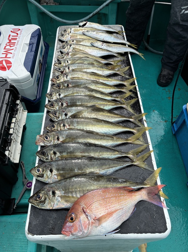 マダイ・マアジ