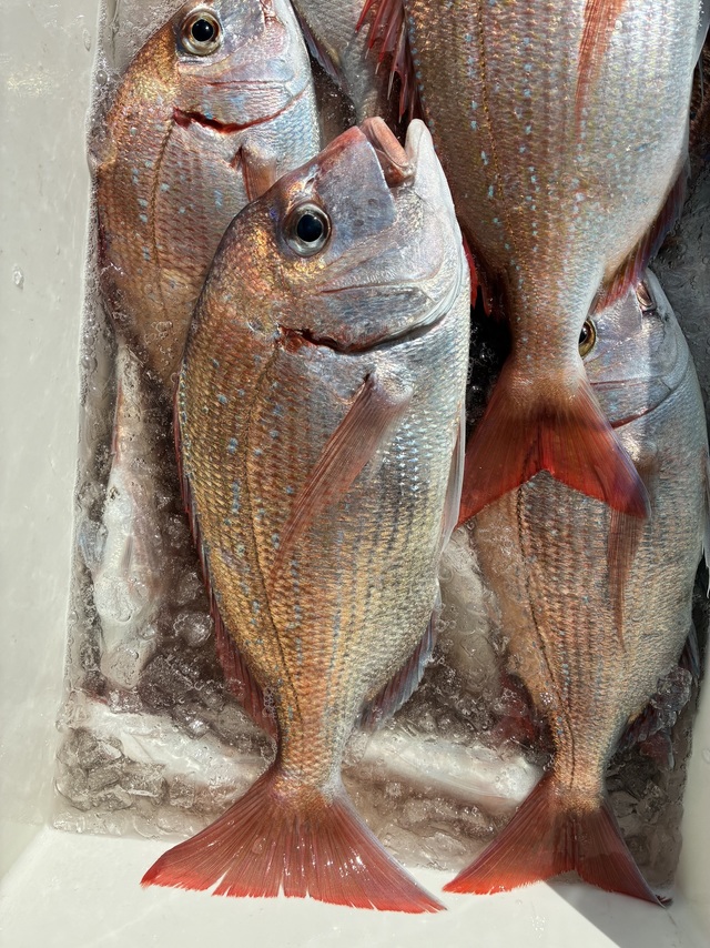 ハナダイ(チダイ)