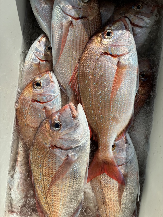 ハナダイ(チダイ)