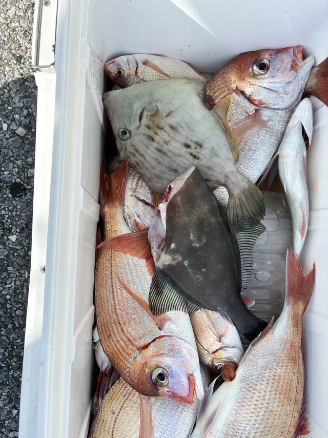 ハナダイ(チダイ)