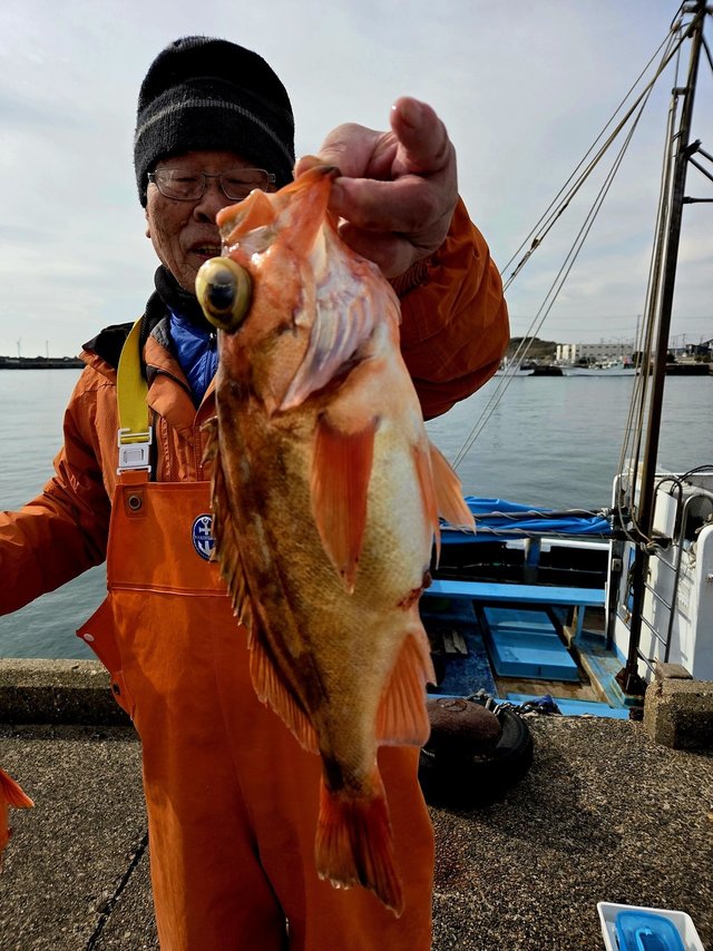 オキメバル(ウスメバル)