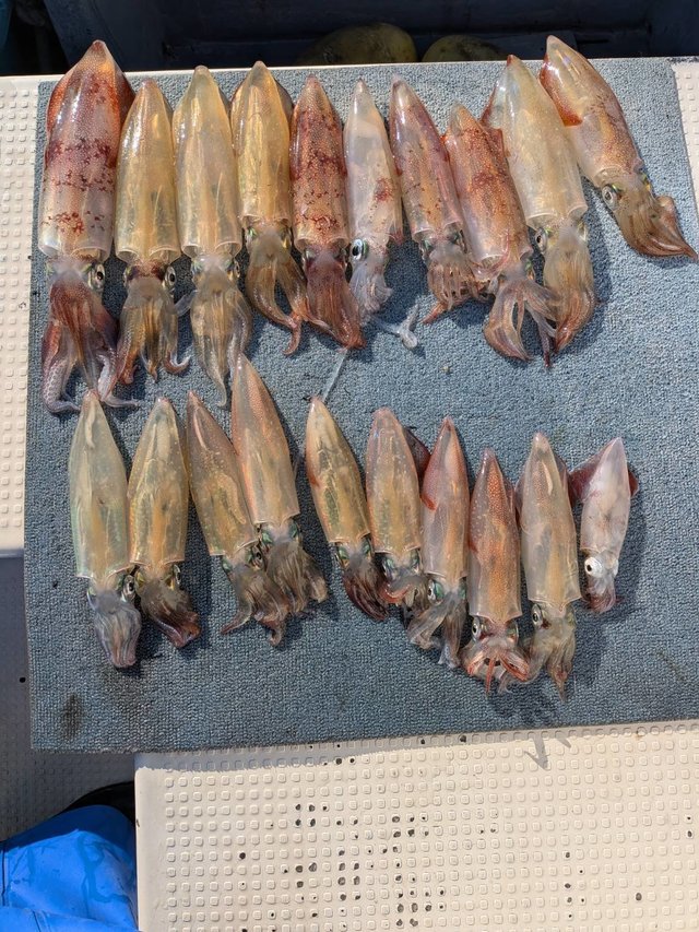 マルイカ(ケンサキイカ)