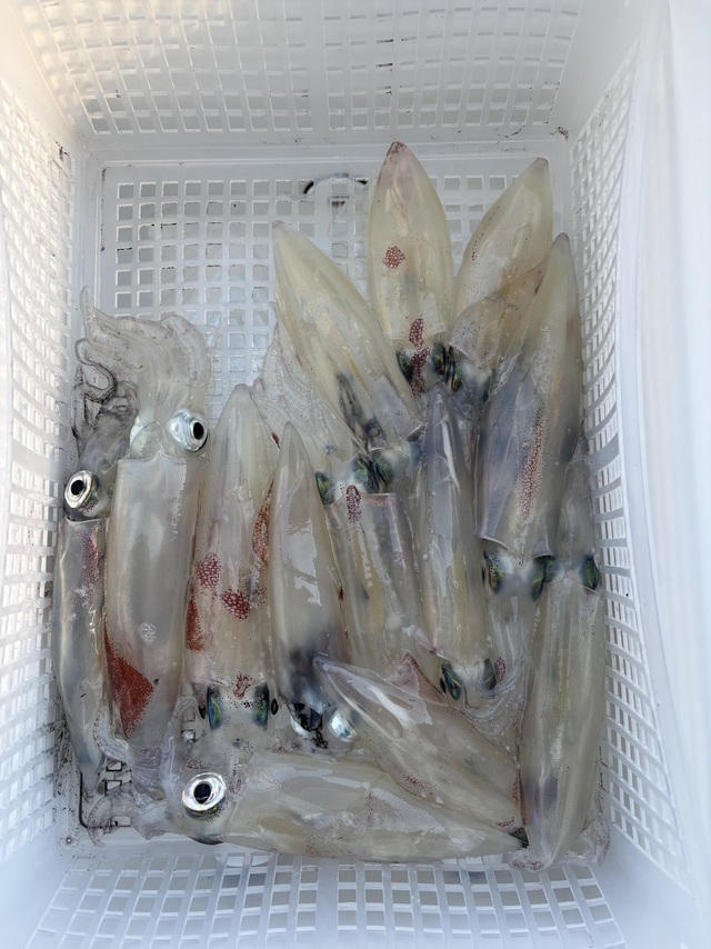 マルイカ(ケンサキイカ)