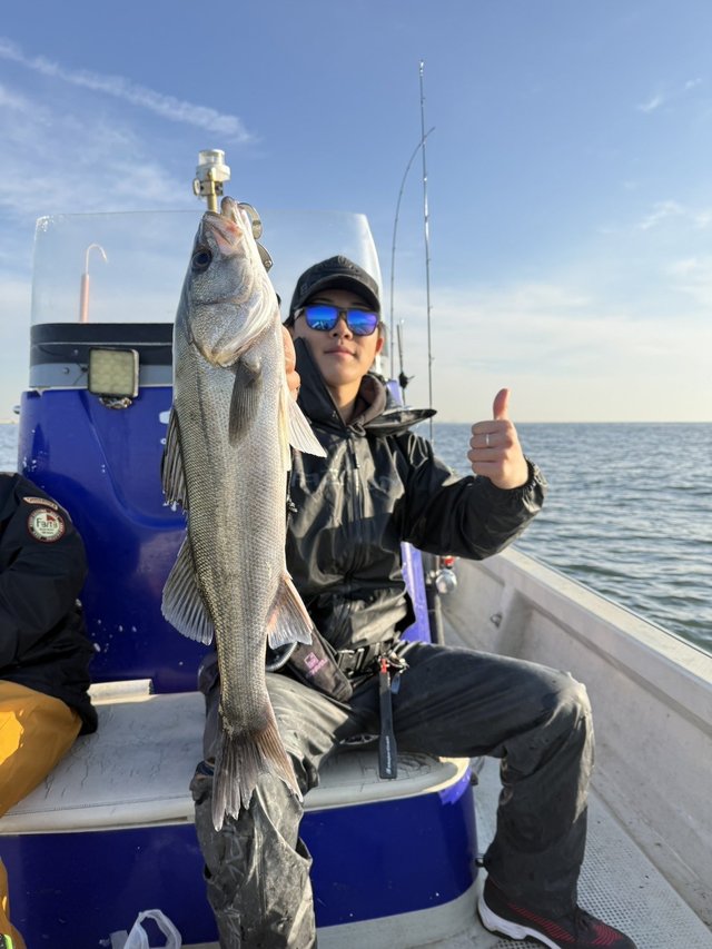 シーバス(スズキ)