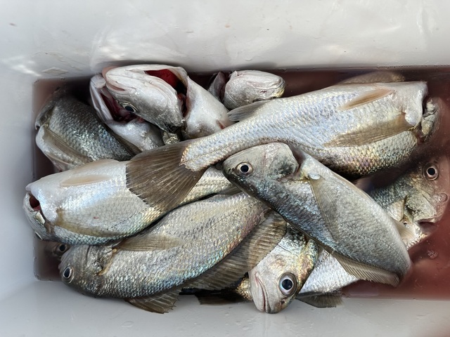 イシモチ(シログチ)