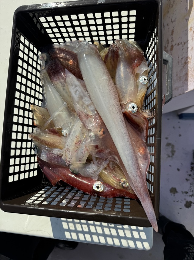 マルイカ(ケンサキイカ)