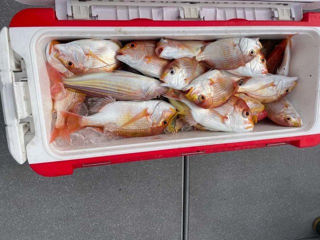 レンコ(キダイ)・イトヨリダイ