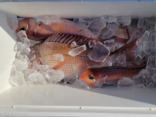 マダイ・アマダイ(アカアマダイ)