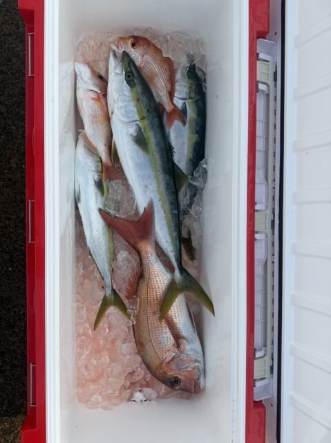 マダイ・ツバス(ブリ)・ハマチ(ブリ)