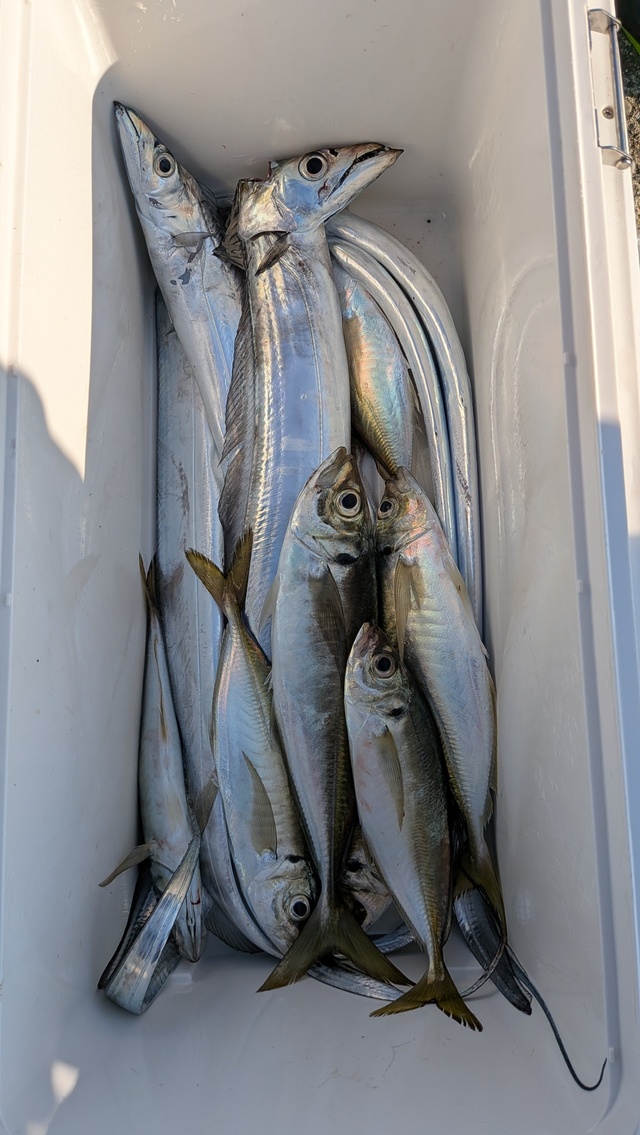 アジ(マアジ)・タチウオ