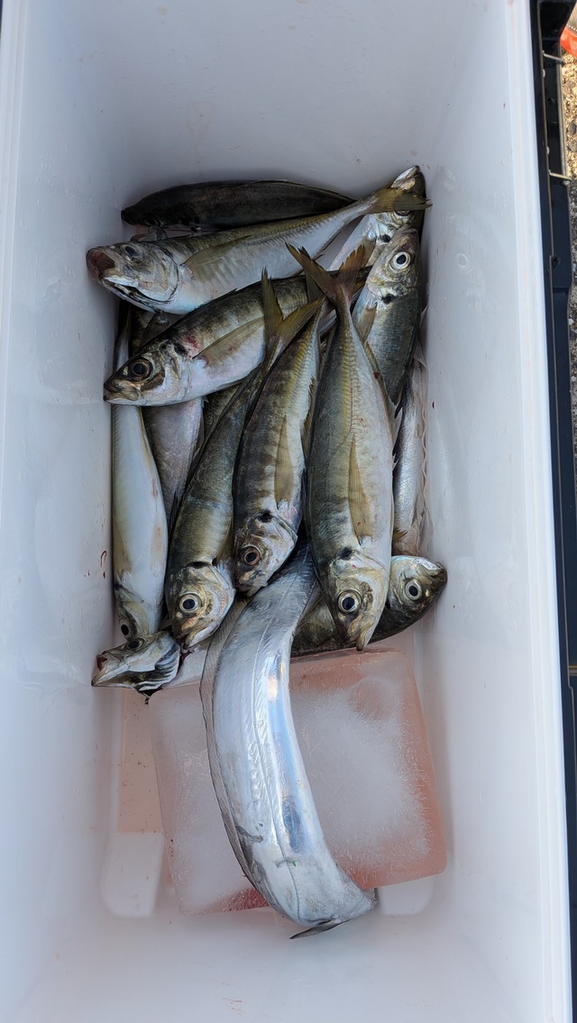 アジ(マアジ)・タチウオ