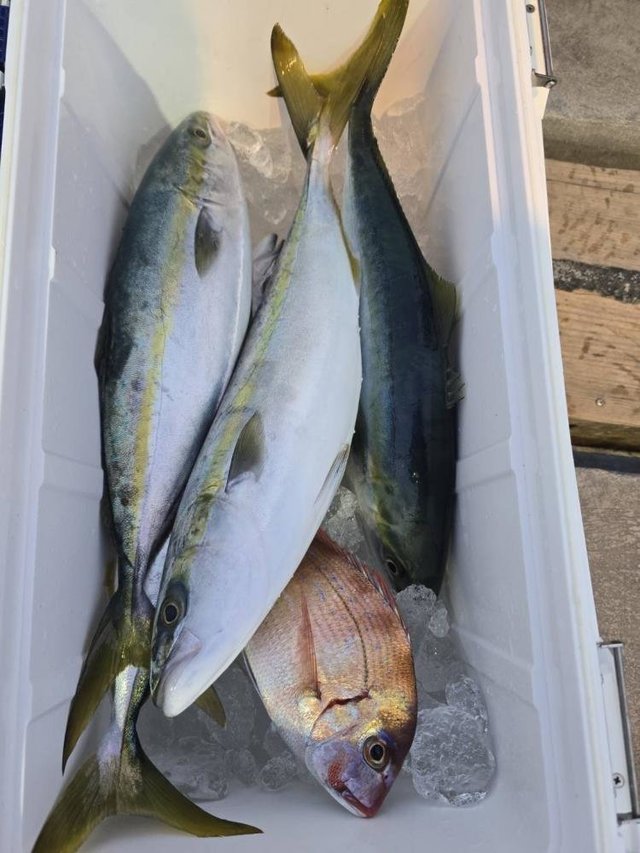 マダイ・イナダ(ブリ)