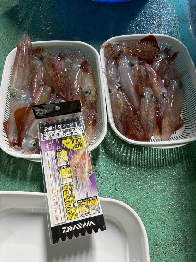 マルイカ(ケンサキイカ)・ヤリイカ