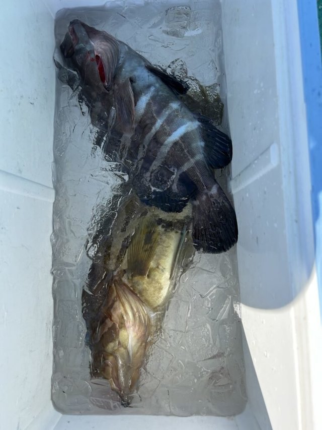 マハタ・ホウキハタ