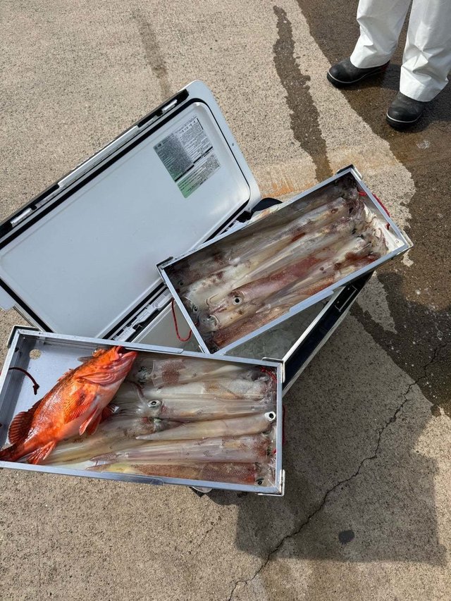 ウッカリカサゴ・ヤリイカ