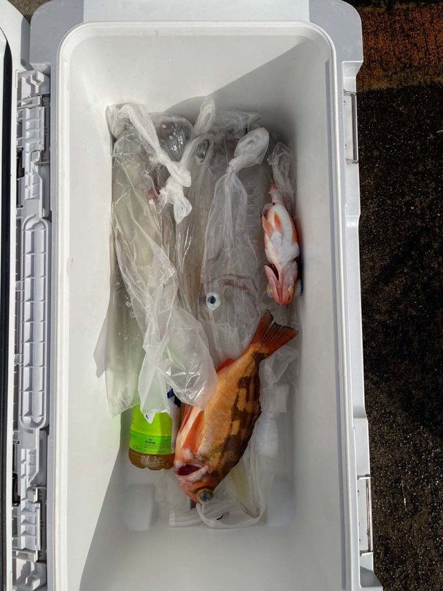 ヤリイカ・オキメバル(ウスメバル)