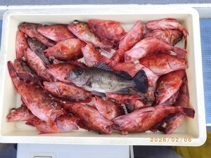 カサゴ・メバル