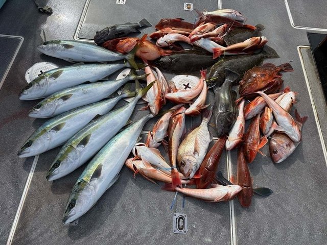 マダイ・ハマチ(ブリ)・カサゴ・ヒラメ