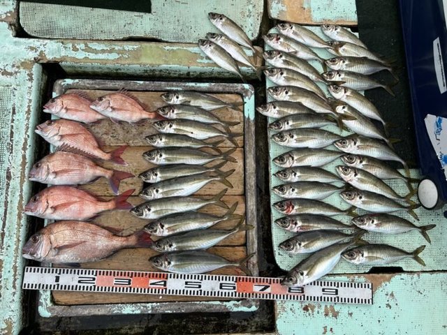 マダイ・マアジ