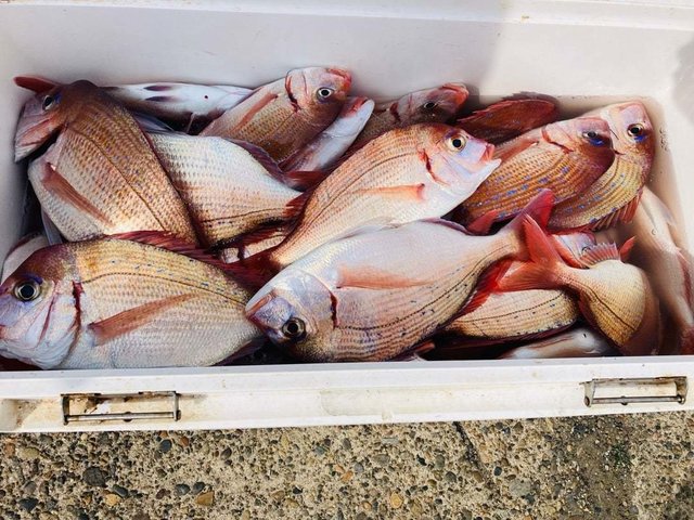 ハナダイ(チダイ)