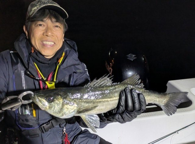 シーバス(スズキ)