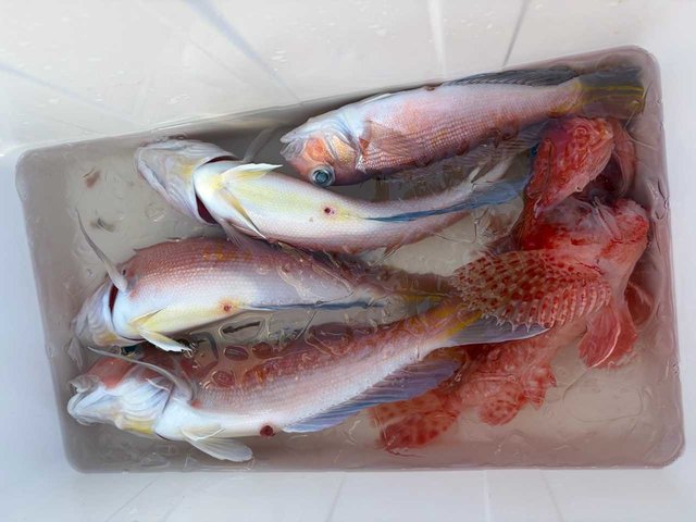 アカアマダイ・オニカサゴ