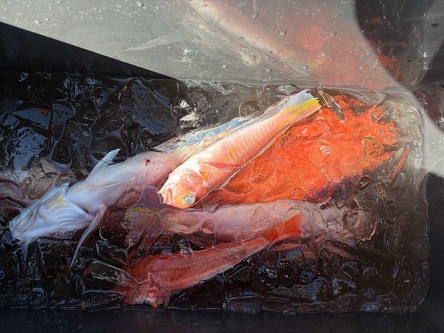 アカアマダイ・カナガシラ