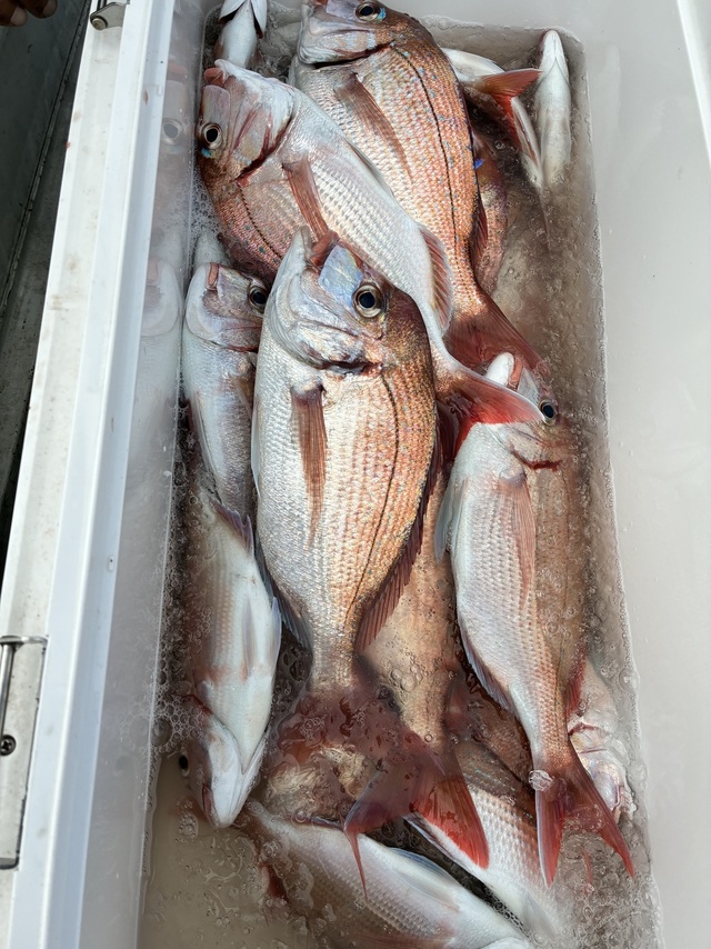 ハナダイ(チダイ)