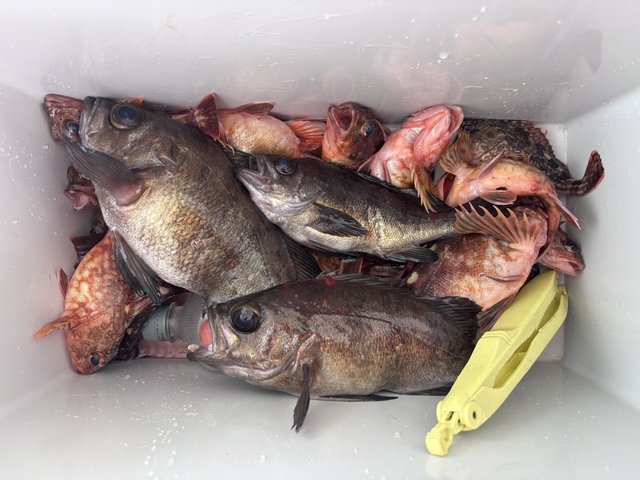 ガシラ(カサゴ)・メバル