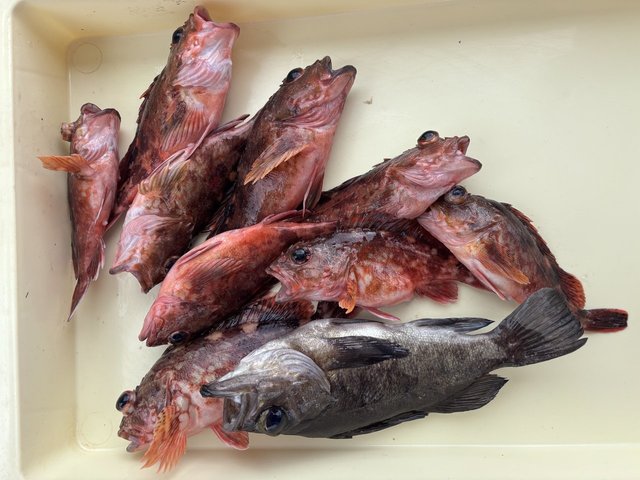 ガシラ(カサゴ)・メバル