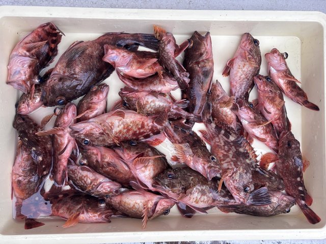 ガシラ(カサゴ)