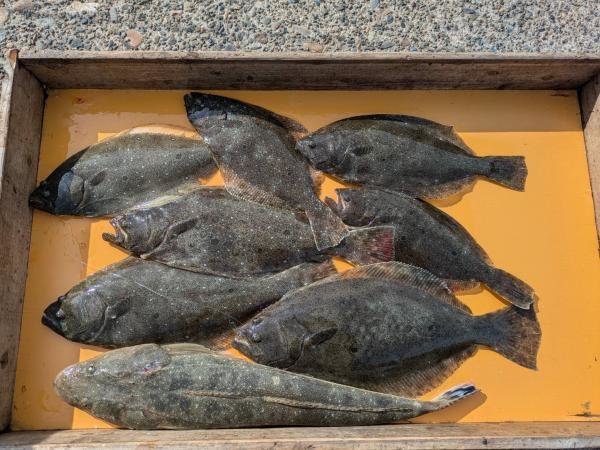 マゴチ・ヒラメ