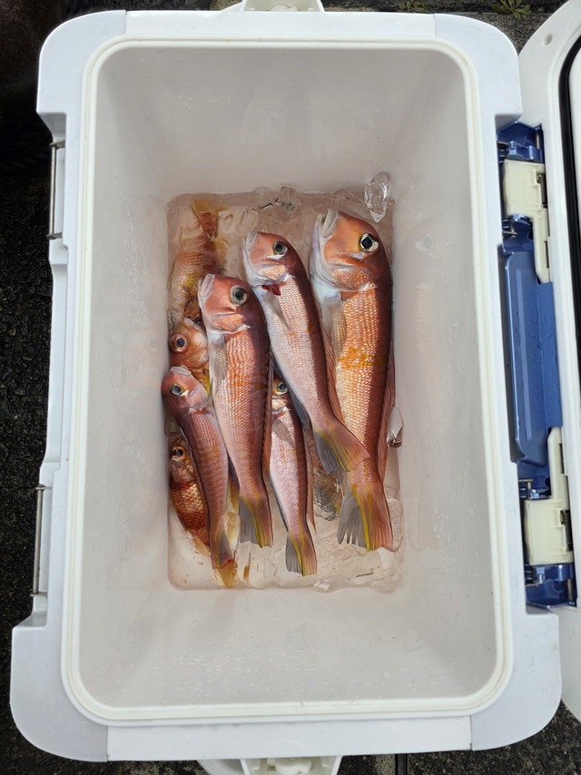 アマダイ(アカアマダイ)