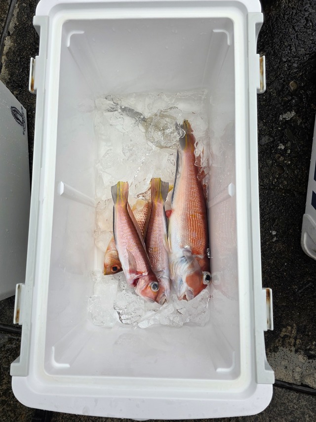 アマダイ(アカアマダイ)