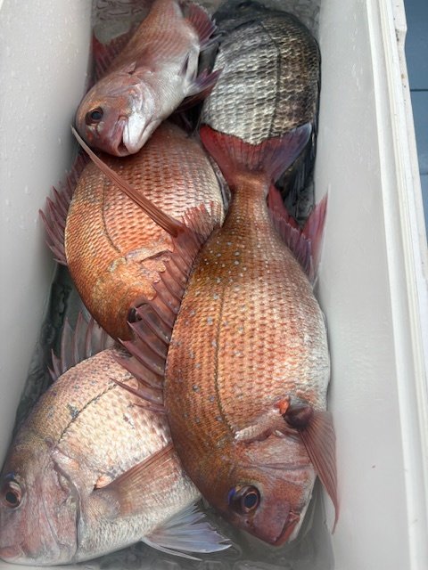 マダイ・クロダイ