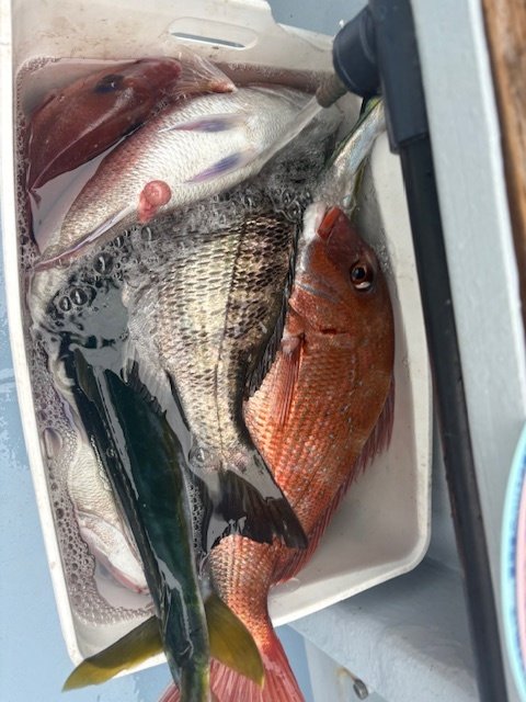 マダイ・クロダイ