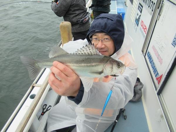 シーバス(スズキ)