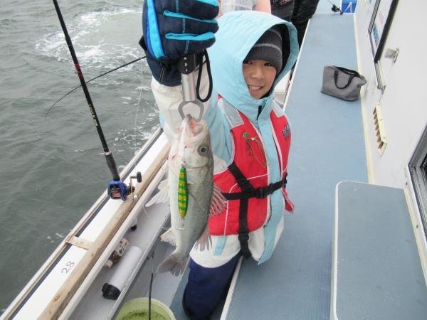 シーバス(スズキ)