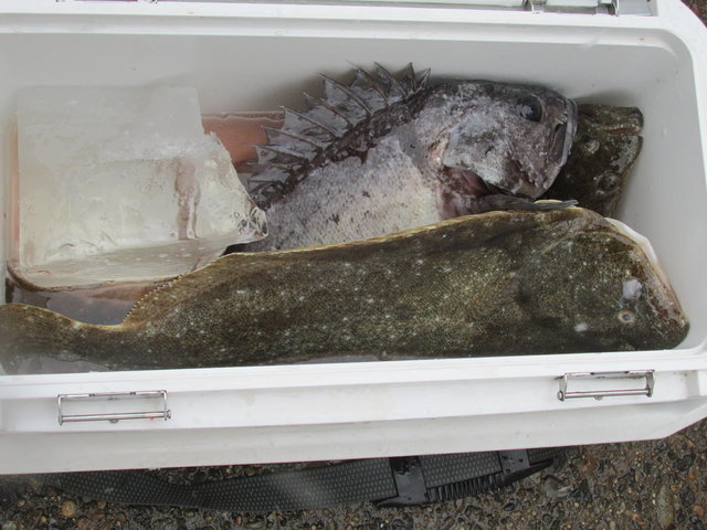 ソイ(クロソイ)・ヒラメ