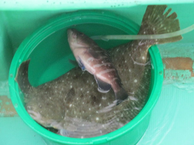 ヒラメ・ハタ(マハタ)