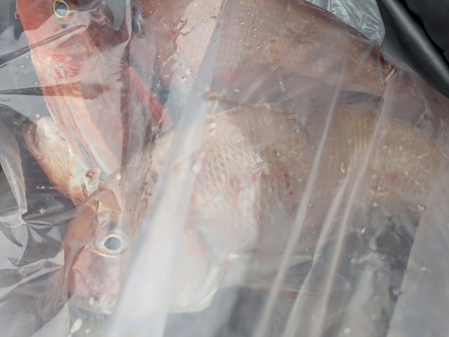 マダイ・ホウボウ