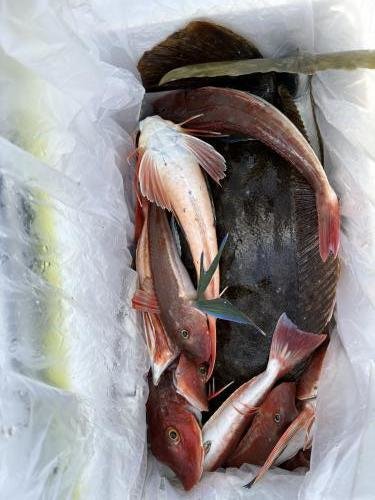 ホウボウ・ヒラメ