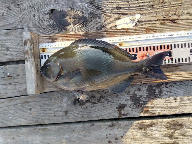 オナガグレ(クロメジナ)