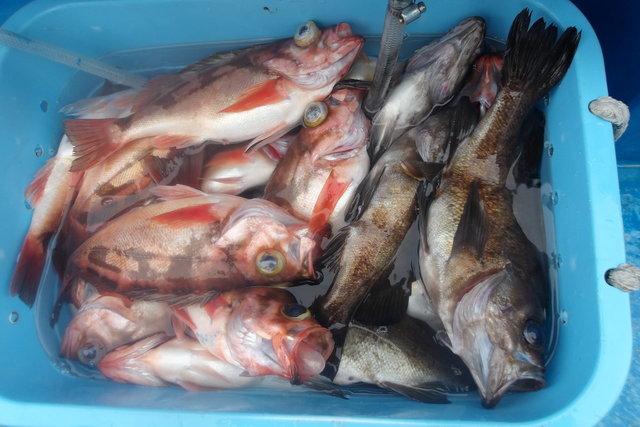 メバル(ウスメバル)