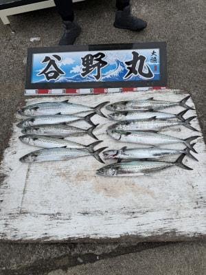 サゴシ(サワラ)・ヤナギ(ウスメバル)