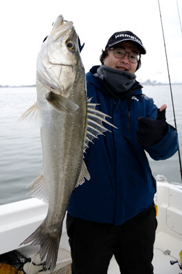 シーバス(スズキ)