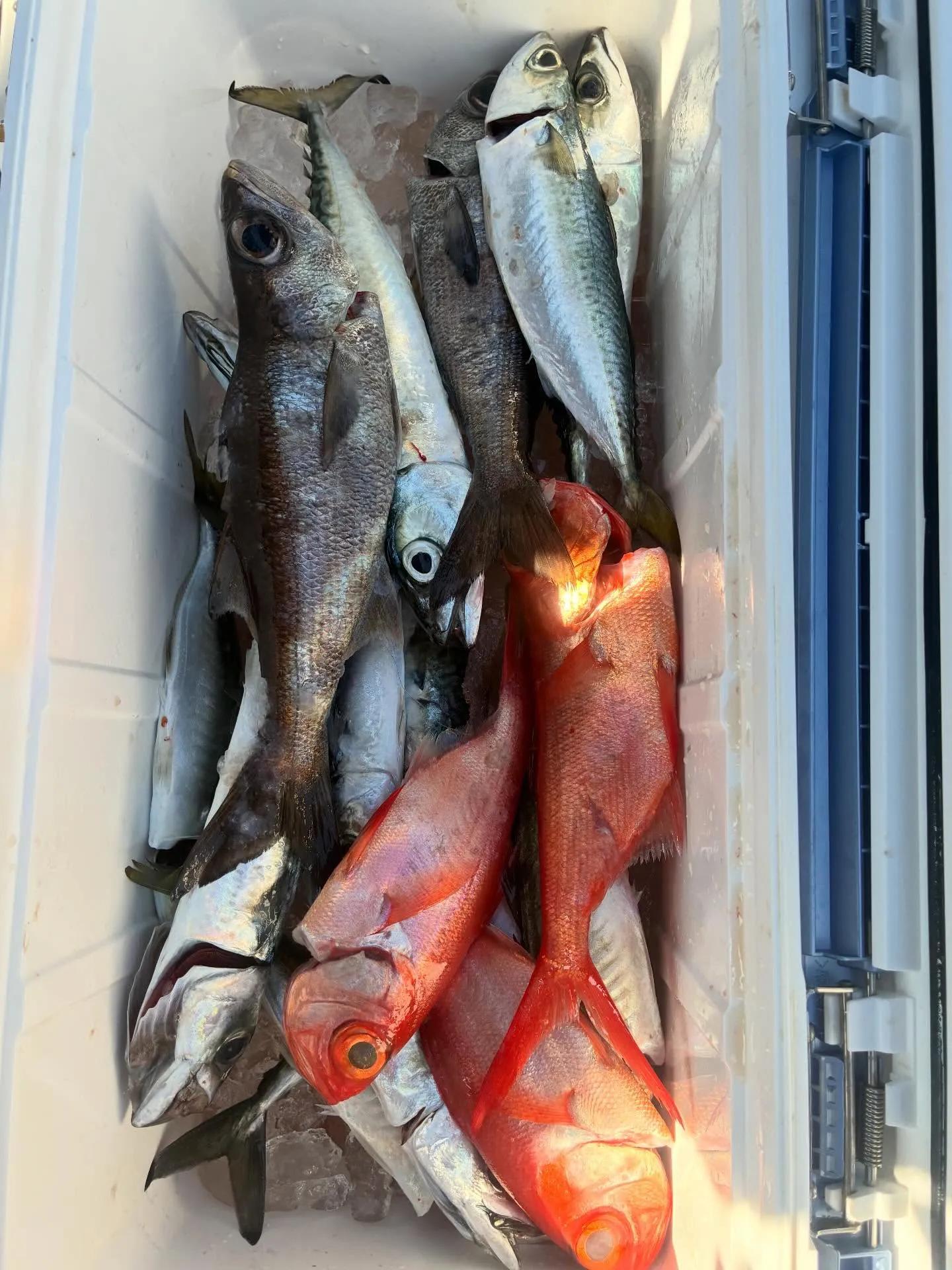 クロムツ・サバ(マサバ)・キンメ(キンメダイ)