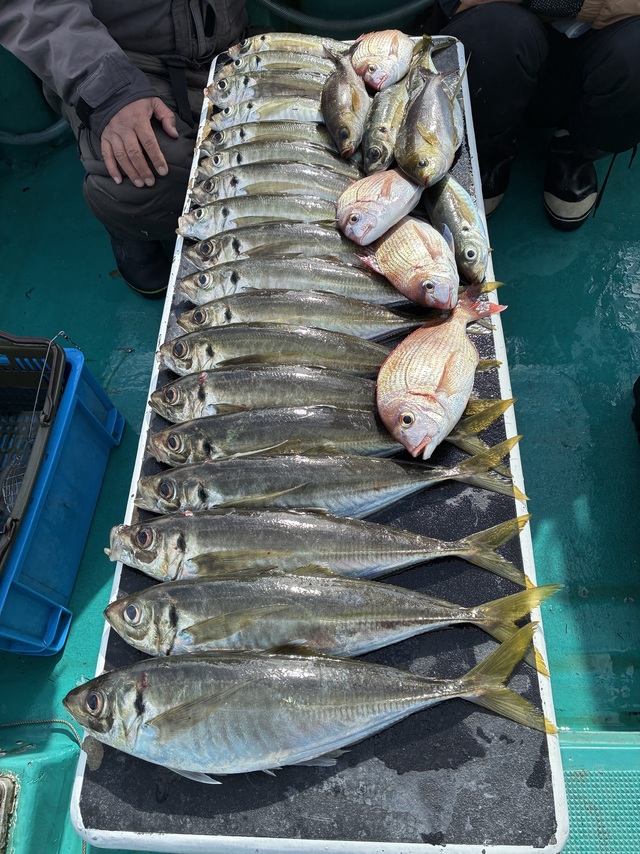 マダイ・マアジ