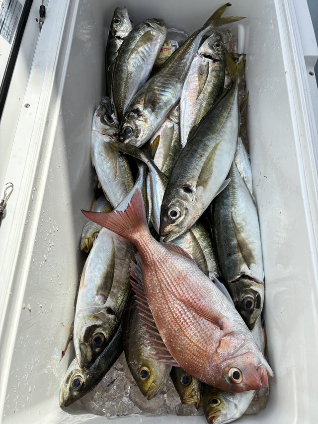 マダイ・マアジ